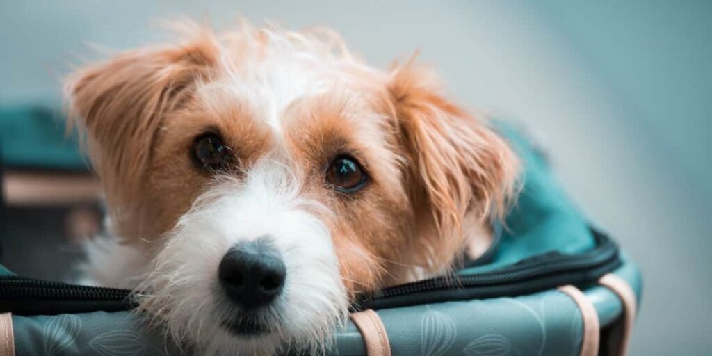 Air France Emotional Support Pet Traveling