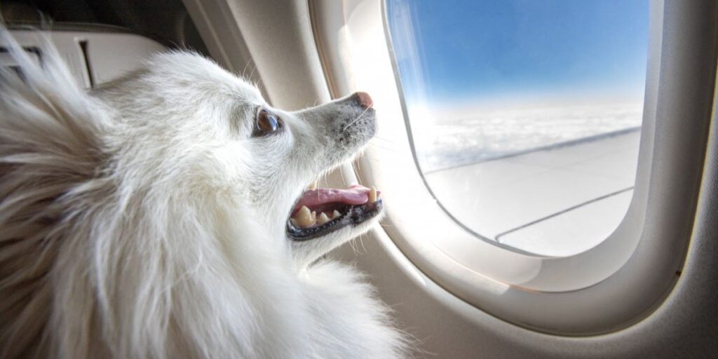 Air France Transport Pets On Board