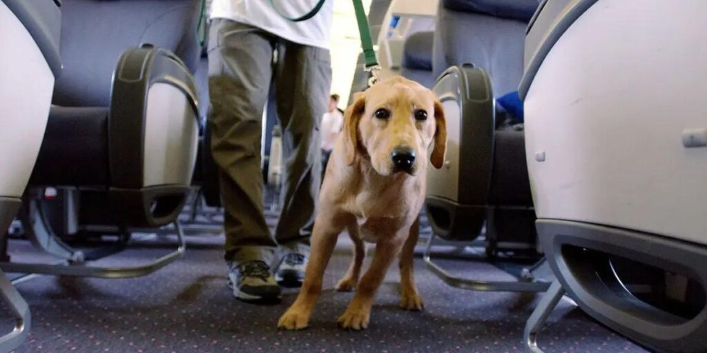 Pets In Cabin of British Airways