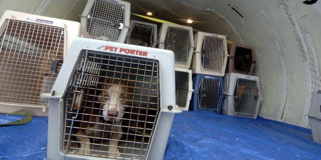 Pets In Cargo of British Airways