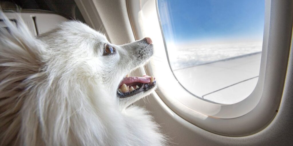 Things To Check Before You Bring Pet For Travel