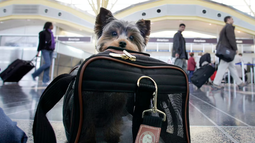 Check Finnair Pets in cabin status