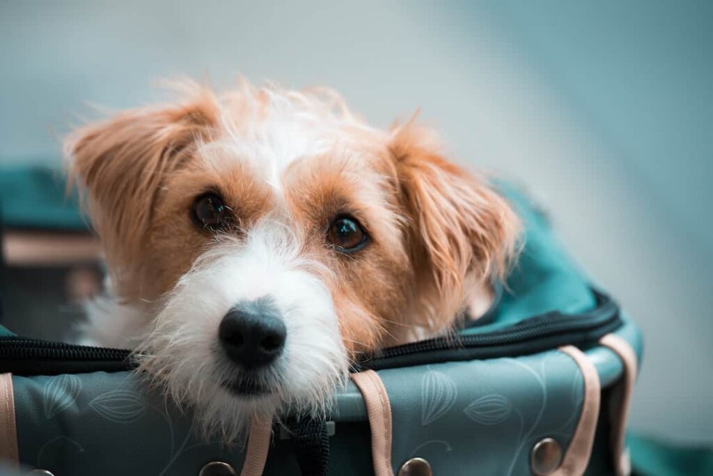 Check Turkish Airlines Pets in Cabin