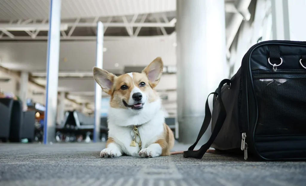 Book Eva Air Pets in Cabin